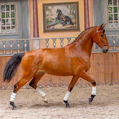 Témoignage Equicoaching LVMH