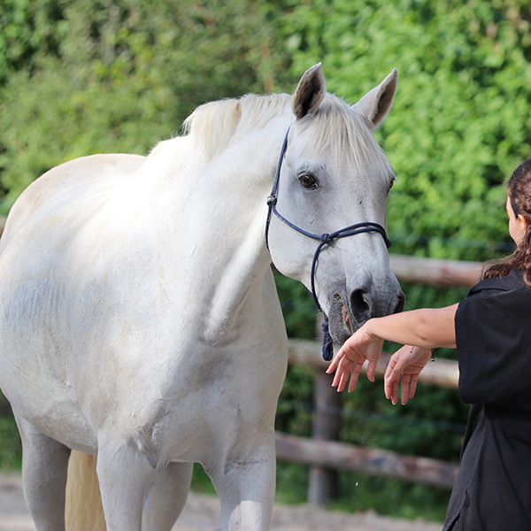 Equicoaching à Paris Manège Dauphine