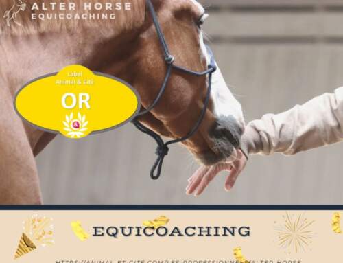 Un Label OR pour Alter Horse Equicoaching !
