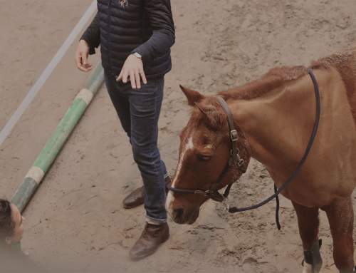 Découvrez l&rsquo;école d&rsquo;equicoaching Alter Horse