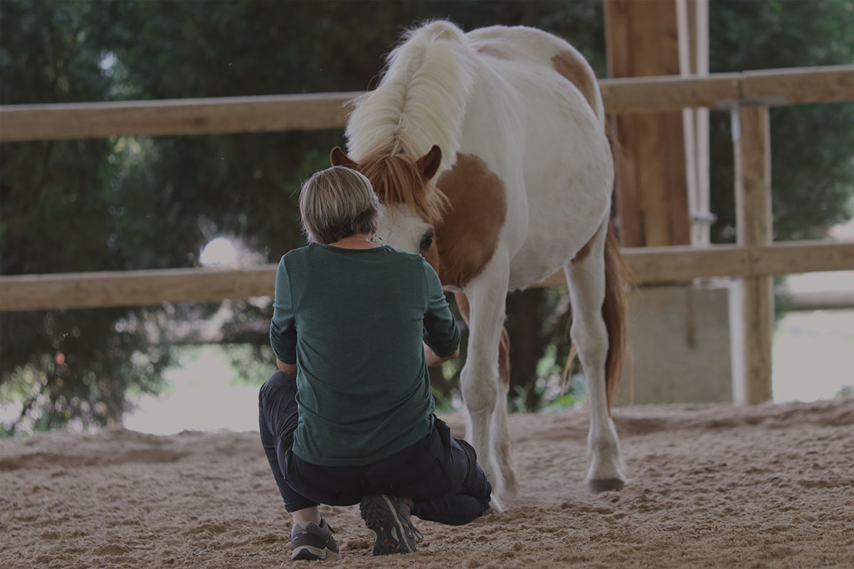 Alter Horse Entreprises
