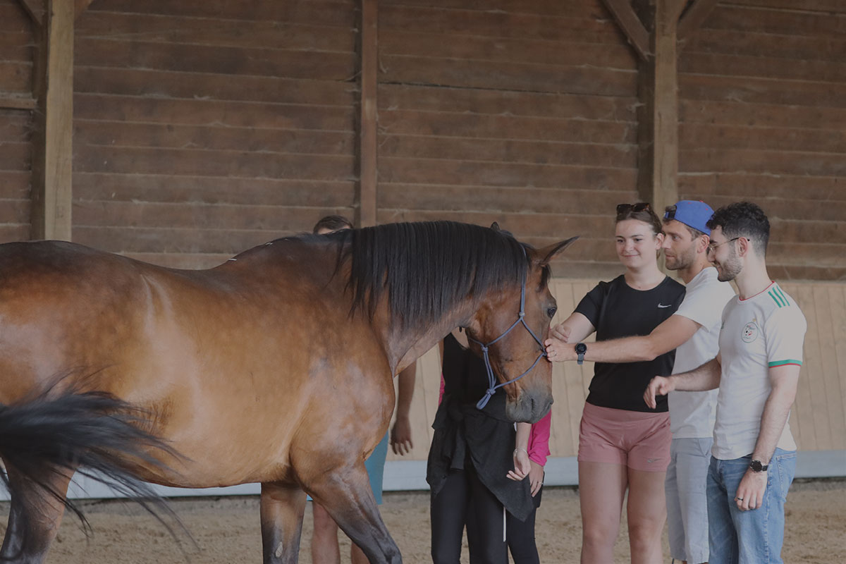 Trois participants approchent un cheval bai dans un manège