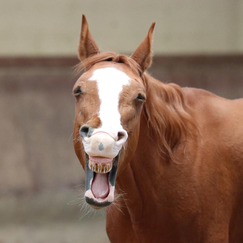 Equicoaching Cheval
