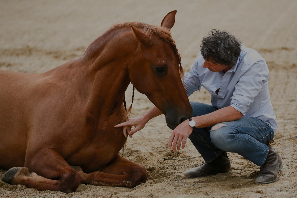 Renaud Subra Equicoach